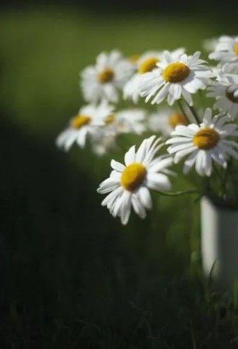 雏菊花,雏菊花图片