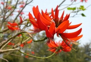 刺桐花,刺桐花图片