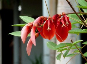 刺桐花,刺桐花图片