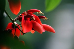刺桐花,刺桐花图片