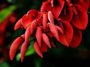 刺桐花,刺桐花图片
