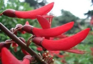刺桐花,刺桐花图片