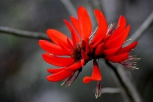 刺桐花,刺桐花图片