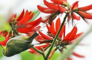 刺桐花,刺桐花图片