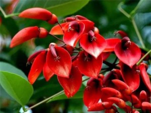 刺桐花,刺桐花图片