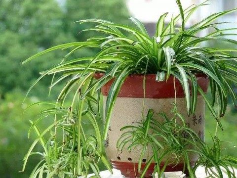 吊兰,吊兰图片
