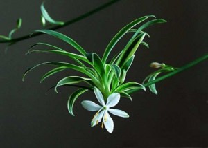 吊兰,吊兰图片