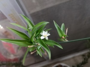 吊兰,吊兰图片
