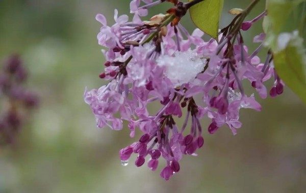 丁香花,丁香花图片