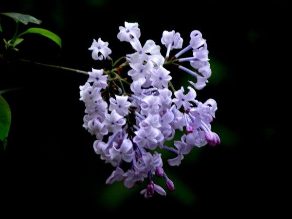 丁香花,丁香花图片
