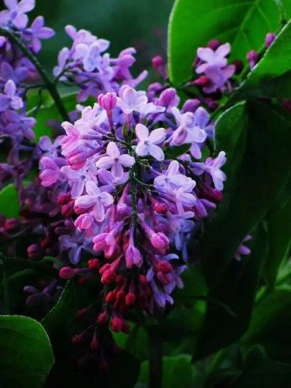 丁香花,丁香花图片