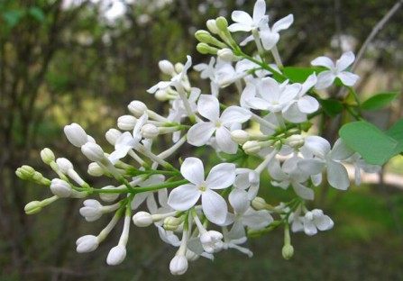 丁香花,丁香花图片