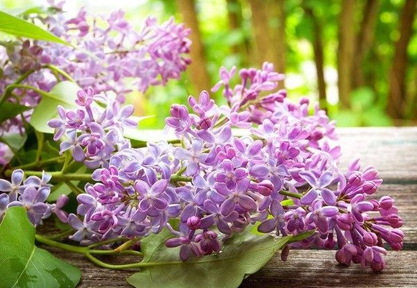 丁香花,丁香花图片