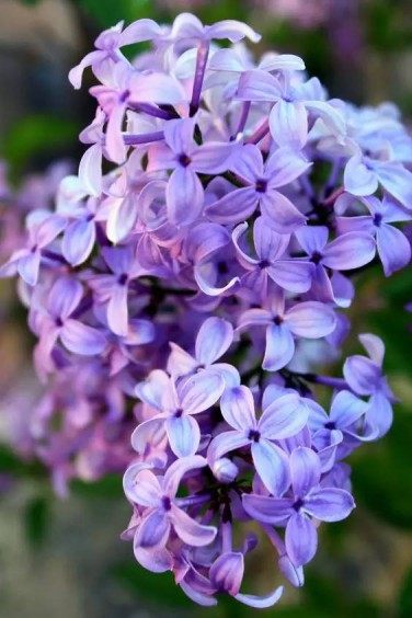 丁香花,丁香花图片
