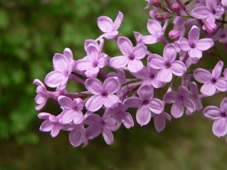 丁香花,丁香花图片
