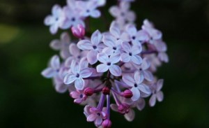 丁香花,丁香花图片