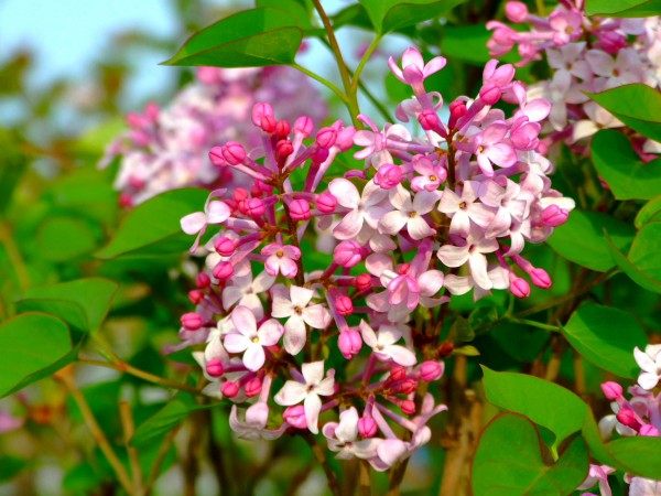 丁香花,丁香花图片