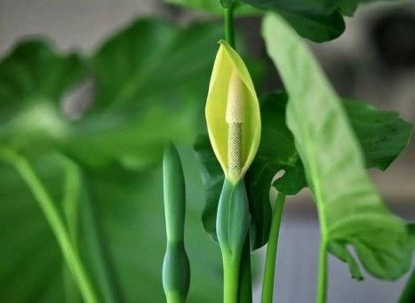 滴水观音,滴水观音图片
