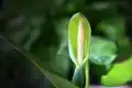 滴水观音图片
