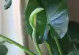 滴水观音图片