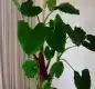滴水观音图片