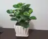 豆瓣绿图片