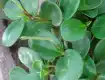 豆瓣绿图片