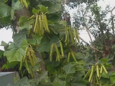 豆薯,豆薯图片