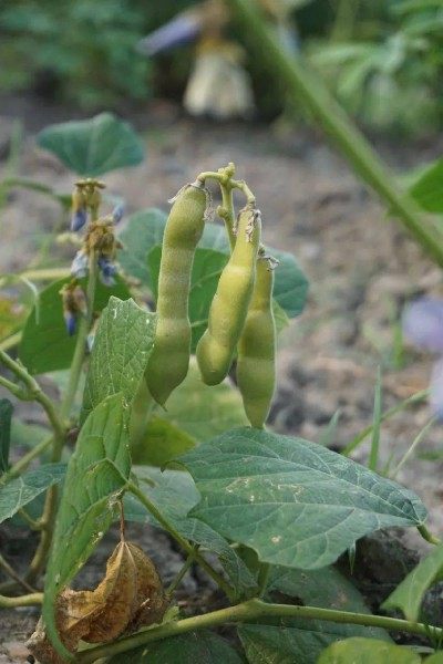 豆薯,豆薯图片