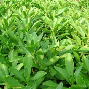 费菜,费菜图片
