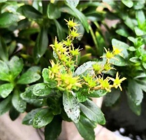 费菜,费菜图片