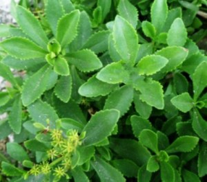 费菜,费菜图片