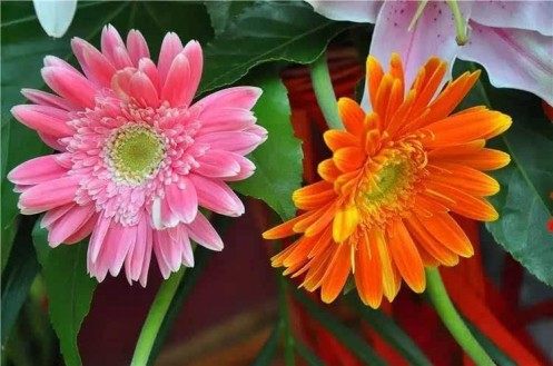 非洲菊,非洲菊图片