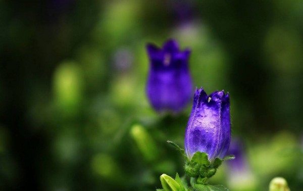 风铃草,风铃草图片