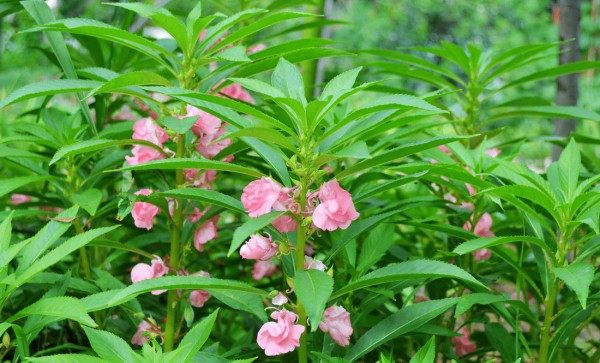 凤仙花,凤仙花图片