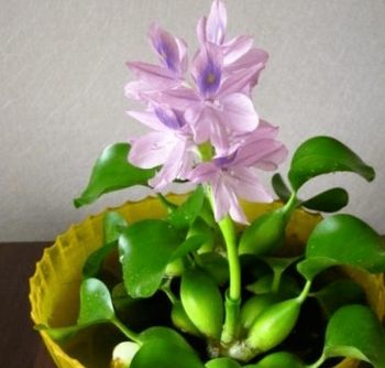 凤眼莲花卉图片