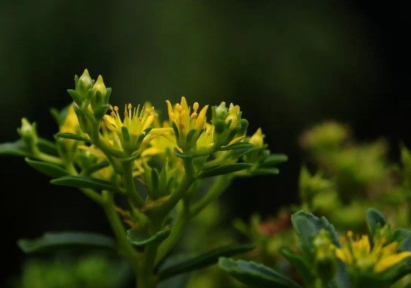 佛甲草,佛甲草图片