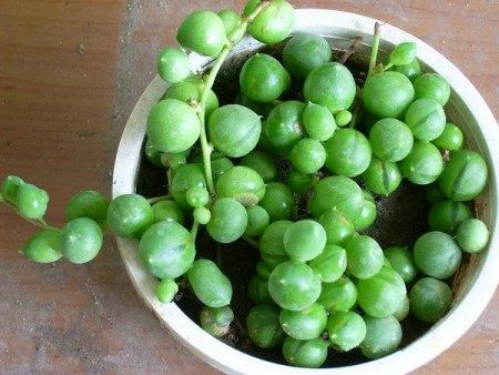 佛珠,佛珠图片