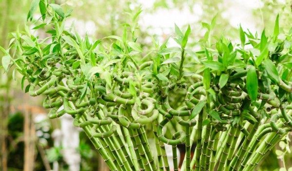 富贵竹,富贵竹图片
