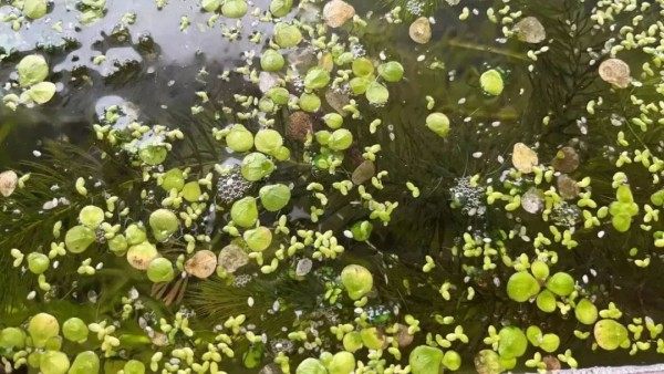 浮萍,浮萍图片