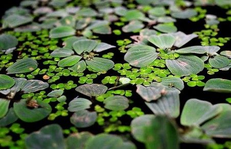 浮萍,浮萍图片