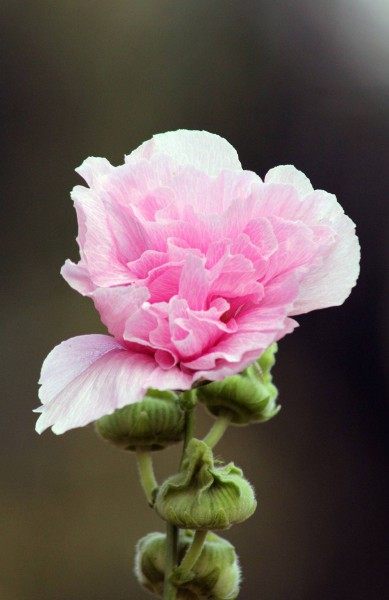 芙蓉花,芙蓉花图片