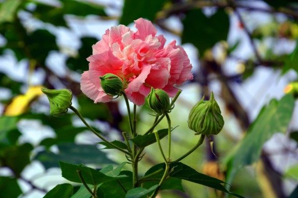 芙蓉花,芙蓉花图片
