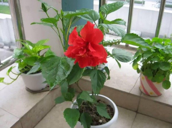 扶桑花,扶桑花图片