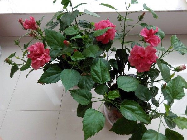 扶桑花,扶桑花图片