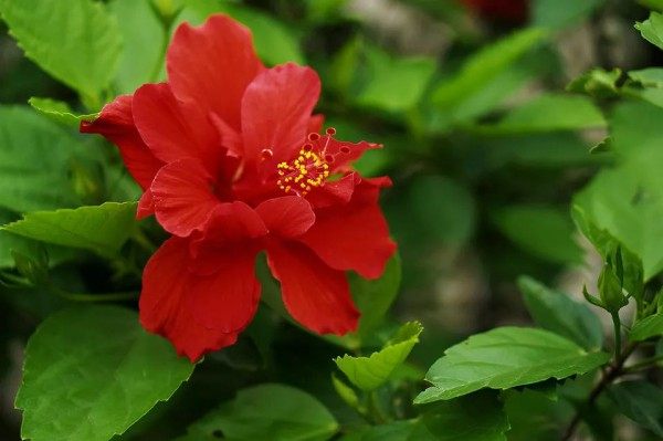扶桑花,扶桑花图片