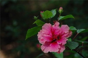 扶桑花,扶桑花图片