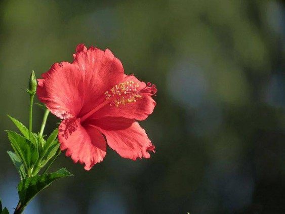 扶桑花,扶桑花图片