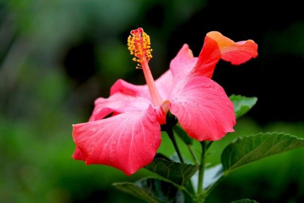 扶桑花,扶桑花图片