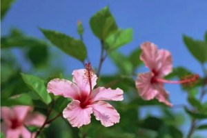 扶桑花,扶桑花图片